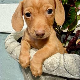 Simba - Red male Dachshund puppy in Orlando, Florida from Weiner Wunderland of Central Florida