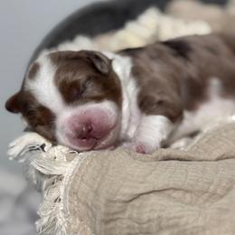 Truffle - Chocolate merle female Bernedoodle puppy in Hillsboro, Oregon from Myt fine doodles