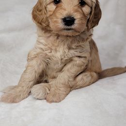 Goldendoodle Puppies from Lake Village Doodles