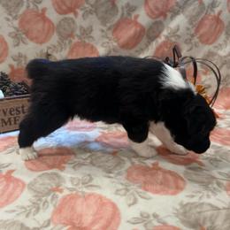 Mystery - Black & white female Australian Shepherd puppy in Spencer, Tennessee from White Oak Aussies