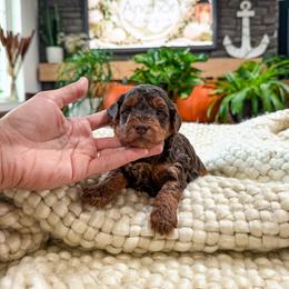 ...: P l a t i n u m  : ... :   t e d d y .. b e a r   : ... 1 - Chocolate male Yorkipoo puppy in Hooper, Utah from Anchor Dogs