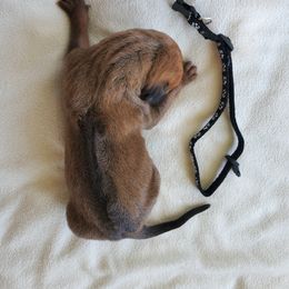 Rhodesian Ridgeback Puppies from Monarch Rhodesian Ridgebacks