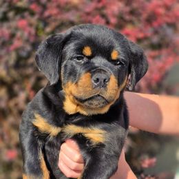 Clyde - Black and mahogany male Rottweiler puppy in Cottage Grove, Oregon from Divine Rottweilers