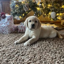 Girl 4 - Yellow Labrador Retriever puppy in Beavercreek, Oregon from Sweetwater Spring Labradors