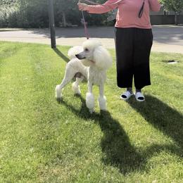 Lucy - Poodle