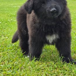 Blue Collar - Black male German Shepherd puppy in Sumner, Iowa from Vom Wilke Kennels