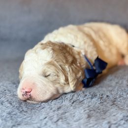 Ross Blue Collar - Parti male Goldendoodle puppy in Lexington, North Carolina from Deborah’s Doodles