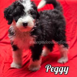 Peggy - Black and white female Sheepadoodle puppy in Iowa Falls, Iowa from Sheepadoodles of Iowa