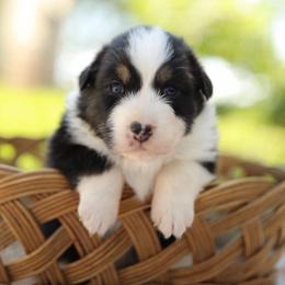 Girl 5 - Black tri-color female Australian Shepherd puppy in Bagley, Iowa from Diamond M Aussies
