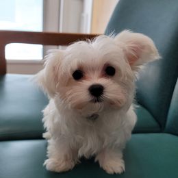 Grinch - Maltese