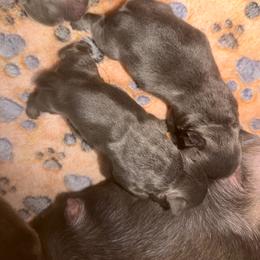 Glen - Blue male French Bulldog puppy in Philadelphia, Pennsylvania from Kiki Leigh Frenchies