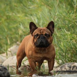 Quido - French Bulldog