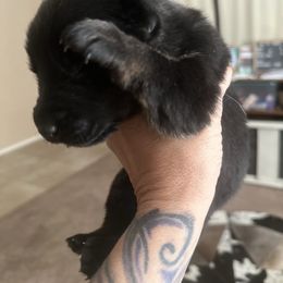 Boy 3 - Bi-color male German Shepherd puppy in Surprise, Arizona from Vom Wustefeuer German Shepherds