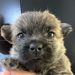 Dorothy Girl 1 - Brindle female Cairn Terrier puppy in Bigfork, Minnesota from Dachshunds Up North