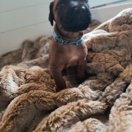 Boy 2 - Wheaten blk nose male Rhodesian Ridgeback puppy in Kansas City, Missouri from Stoneridge Ridgebacks