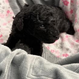 Poodle Puppies from Those Prissy P. Poodles