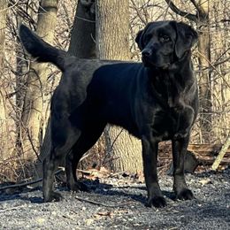 Maya - Labrador Retriever