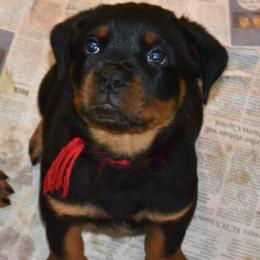Girl 1 - Black and mahogany female Rottweiler puppy in Dawson Springs, Kentucky from Lakeview Rottweilers