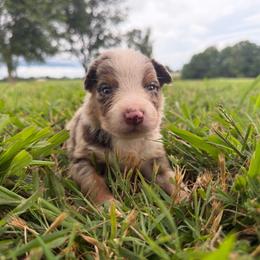 Boy 1-Red Merle - Red merle male Australian Shepherd puppy in Mayfield, Kentucky from Hamilton Farms