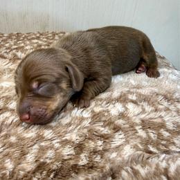 Male 3 - Chocolate and tan male Dachshund puppy in El Campo, Texas from Creamer Creek Kennel