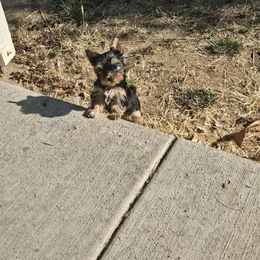 Rurik - Blue and gold male Yorkshire Terrier puppy in Portland, Oregon from Mama & I Yorkshire's