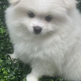 Milo - White Pomeranian puppy in Brentwood, California from Royalpawpoms