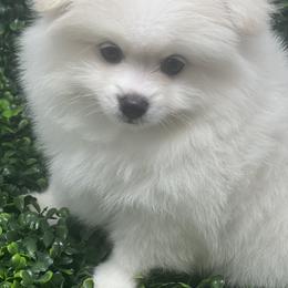 Milo - White Pomeranian puppy in Brentwood, California from Royalpawpoms
