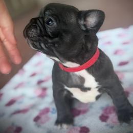 Red (Rusty) - Brindle male French Bulldog puppy in Rochester, Washington from Frenchie Bulldog Kisses