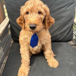 Blue - Apricot male Goldendoodle puppy in Buda, Texas from Anita’s Doodles