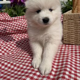 Boy 3 Grey collar - White male Samoyed puppy in Glasgow, Kentucky from Bluegrass Samoyeds