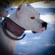 Lakonia - Dogo Argentino