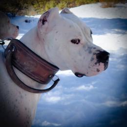 Lakonia - Dogo Argentino