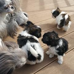 Mi-Ki Puppies from Mi-Kis of OZ