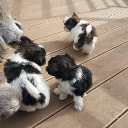 Mi-Ki Puppies from Mi-Kis of OZ