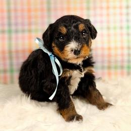 Oaken - Red male Bernedoodle puppy in Russell Springs, Kentucky from 270 Doodles