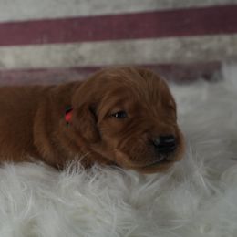 Red collar - Dark golden male Golden Retriever puppy in Harrisburg, North Carolina from Bunn Ranch Goldens & Bernese