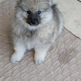 PINK GIRL - Black and silver female Keeshond puppy in Fayetteville, Tennessee from Erbekees-Keeshonden