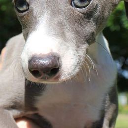 Italian Greyhounds from Paws by Tracy