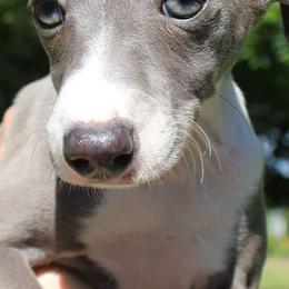 Italian Greyhounds from Paws by Tracy