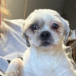 Bandit - Shih Tzu
