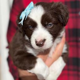 Red bi female - Red & white female Miniature Australian Shepherd puppy in Riverton, Utah from Iron Spirit Homestead & Aussies