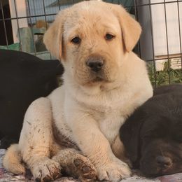Labrador Retrievers from Elkhorn Labradors