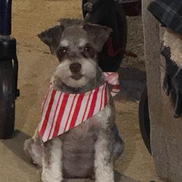 Maizy - Miniature Schnauzer
