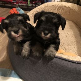Miniature Schnauzer Puppies from Parsons’ Kennels