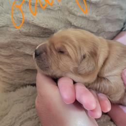 Orange collar - Golden male Golden Retriever puppy in Brush Prairie, Washington from Paradise Peaks