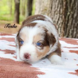 Tesla - Red merle female Australian Shepherd puppy in Coldwater, Michigan from Northern Star Australian Shepherds