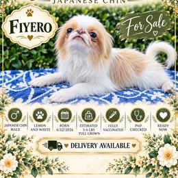 Fiyero - Lemon and white male Japanese Chin puppy in Johnson City, Tennessee from Erin & Friends Japanese Chin