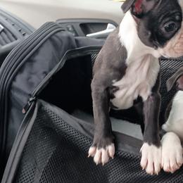 Boston Terrier and French Bulldog Puppies from Reds Studio