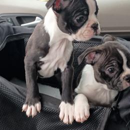 Boston Terrier and French Bulldog Puppies from Reds Studio