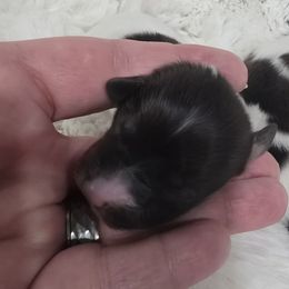 Merlot - Red white and sable male Papillon puppy in Hollister, Missouri from Swan Creek Kennel